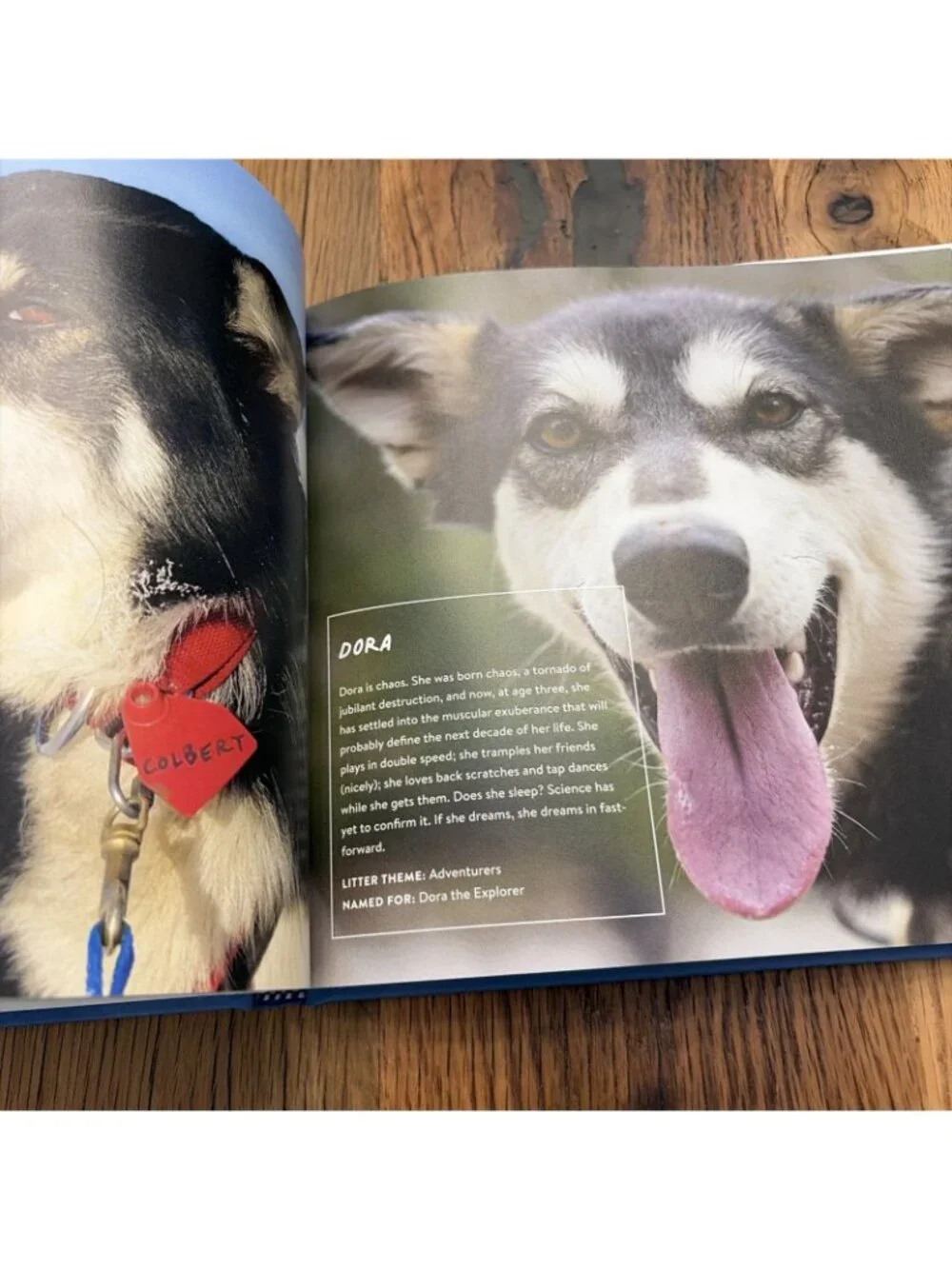 Dogs On The Trail Blair Braverman & Quince Mountain Hardback New Coffee Table